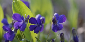 Фиалка душистая (Viola odorata)