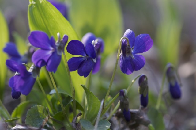 Фиалка душистая (Viola odorata) Фиалка душистая (Viola odorata)