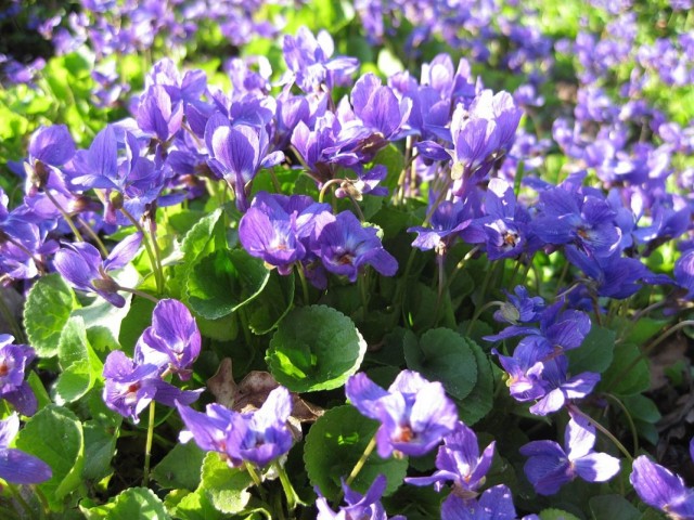 Фиалка душистая (Viola odorata) Фиалка душистая (Viola odorata)
