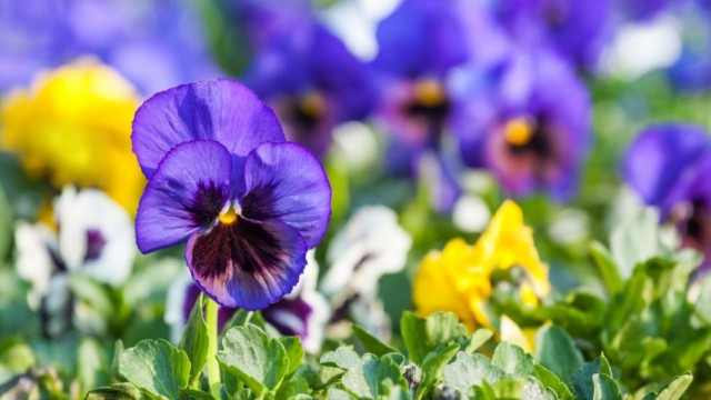 Фиалка Виттрока, или садовые анютины глазки (Viola × wittrockiana) Фиалка Виттрока, или садовые анютины глазки (Viola × wittrockiana)