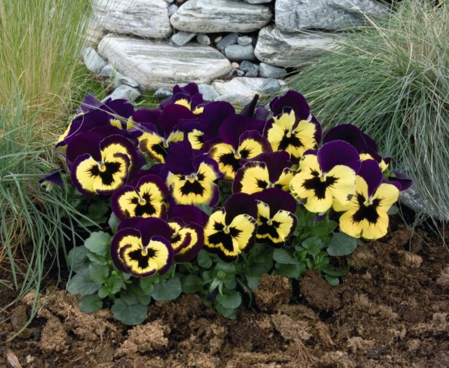 Фиалка Виттрока, или садовые анютины глазки (Viola × wittrockiana) Фиалка Виттрока, или садовые анютины глазки (Viola × wittrockiana)