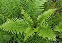 Дербянка горбатая, или Блехнум горбатый (Blechnum gibbum)