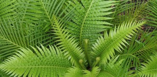 Дербянка горбатая, или Блехнум горбатый (Blechnum gibbum)