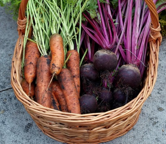 Урожай свёклы и моркови