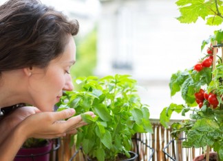 Выращивание овощей на окне или балконе