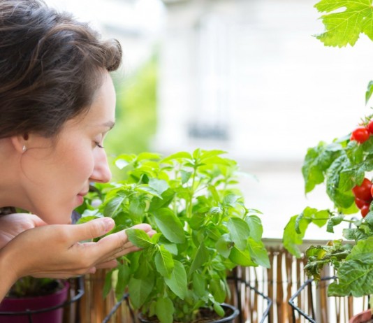 Выращивание овощей на окне или балконе