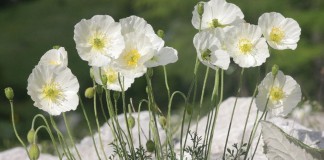 Мак альпийский (Papaver alpinum)