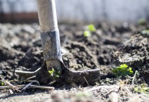 Перекопка приствольного круга плодовых деревьев