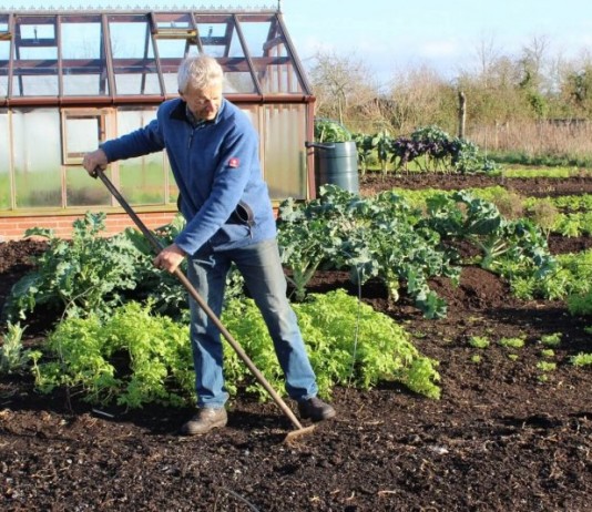 Правильная подготовка грядок с осени - Бахчевые культуры Осенняя подготовка грядок в огороде