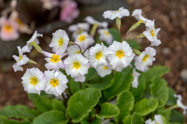 Примула обыкновенная «Карригдайл» (Primula vulgaris 'Carrigdale') Примула обыкновенная «Карригдайл» (Primula vulgaris 'Carrigdale')