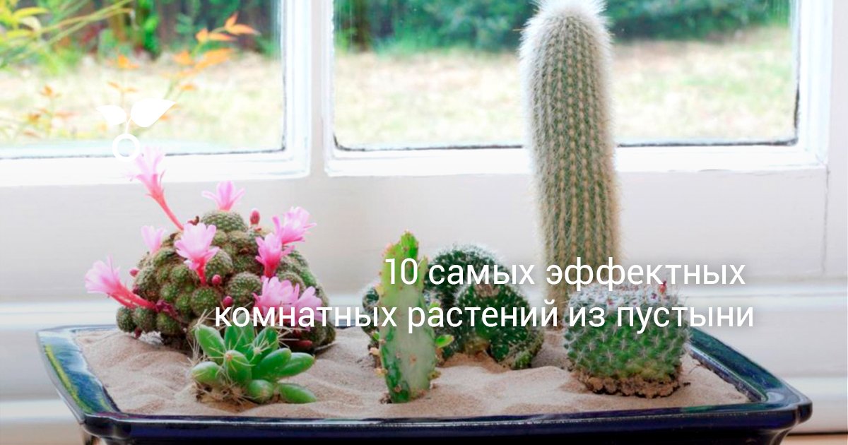 Смотреть Как ухаживать за кактусом Символ мексиканской пустыни на подоконнике видео Смотреть Как ухаживать за кактусом Символ мексиканской пустыни на подоконнике видео