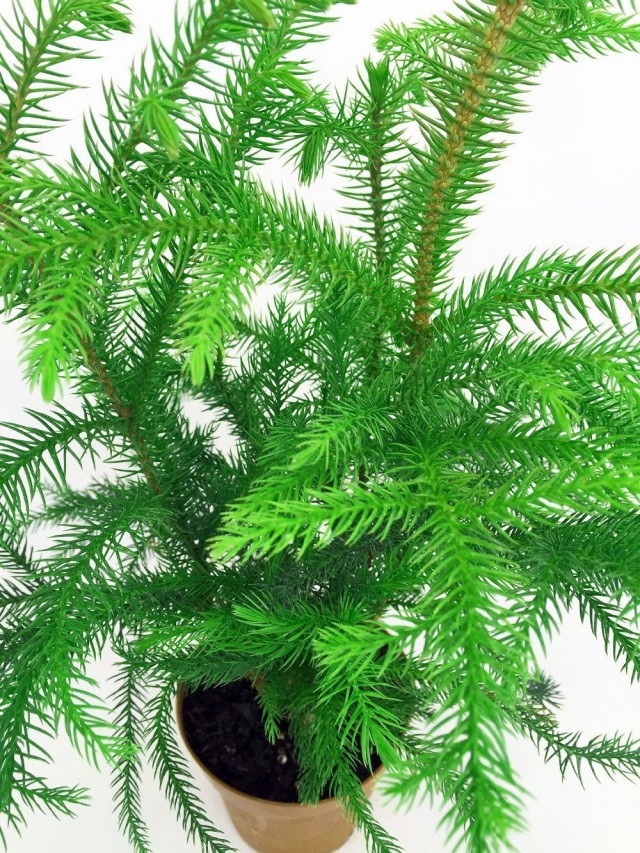 Араукария (Araucaria) Араукария (Araucaria)