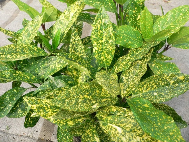 Аукуба японская (Aucuba japonica) Аукуба японская (Aucuba japonica)