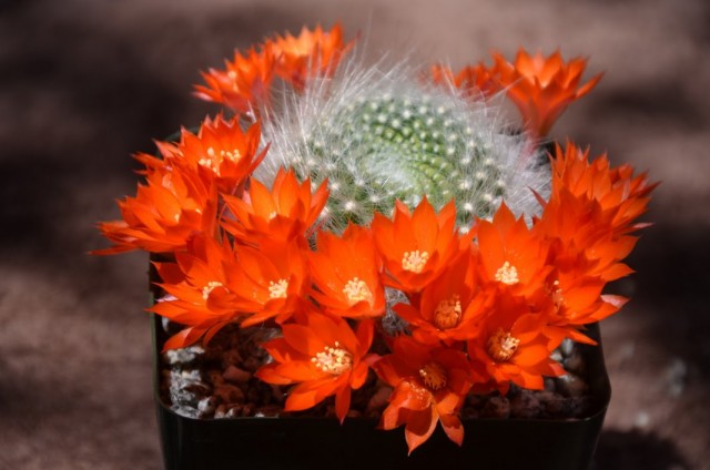 Айлостера беловолосая (Aylostera albipilosa), или Ребуция беловолосая (Rebutia albipilosa) Айлостера беловолосая (Aylostera albipilosa), или Ребуция беловолосая (Rebutia albipilosa)