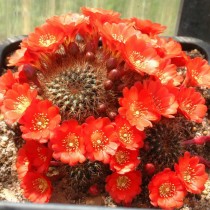 Айлостера Куппера (Aylostera kupperiana), или Ребуция Куппера (Rebutia kupperiana) Айлостера Куппера (Aylostera kupperiana), или Ребуция Куппера (Rebutia kupperiana)