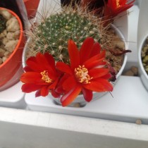 Айлостера псевдодеминута (Aylostera pseudodeminuta), или Ребуция псевдодеминута (Rebutia pseudodeminuta) Айлостера псевдодеминута (Aylostera pseudodeminuta), или Ребуция псевдодеминута (Rebutia pseudodeminuta)