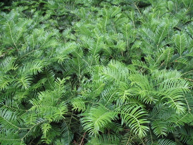 Головчатотис (Cephalotaxus) Головчатотис (Cephalotaxus)
