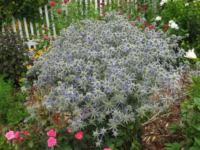 Синеголовник, или Эрингиум (Eryngium) Синеголовник, или Эрингиум (Eryngium)
