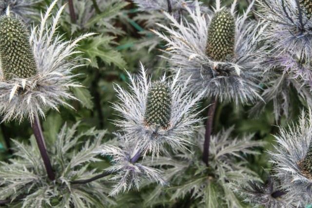 Синеголовник гигантский (Eryngium giganteum) Синеголовник гигантский (Eryngium giganteum)