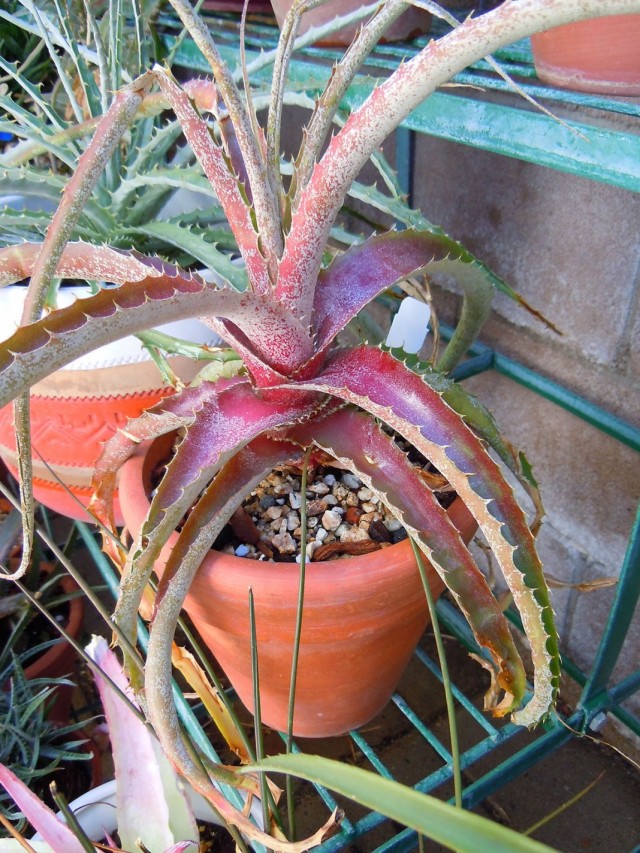 Гибрид хехтии гватемальской (Hechtia guatemalensis hybrid) Гибрид хехтии гватемальской (Hechtia guatemalensis hybrid)