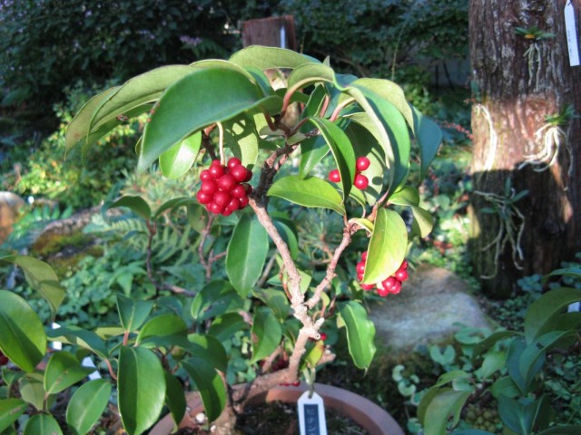 Кадсура японская (Kadsura japonica) Кадсура японская (Kadsura japonica)