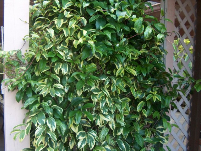 Кадсура японская (Kadsura japonica) Кадсура японская (Kadsura japonica)