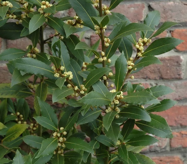 Лавр благородный (Laurus nobilis) Лавр благородный (Laurus nobilis)