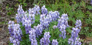 Люпин арктический (Lupinus arcticus)