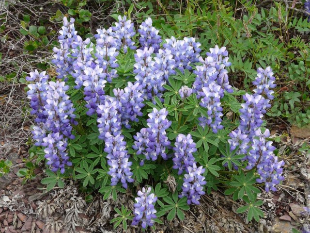 Люпин арктический (Lupinus arcticus) Люпин арктический (Lupinus arcticus)