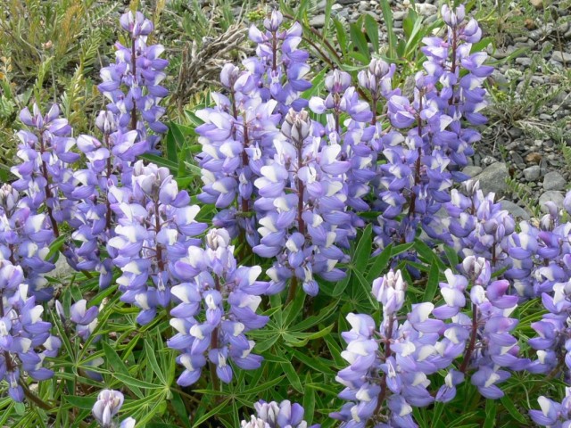 Люпин арктический (Lupinus arcticus) Люпин арктический (Lupinus arcticus)