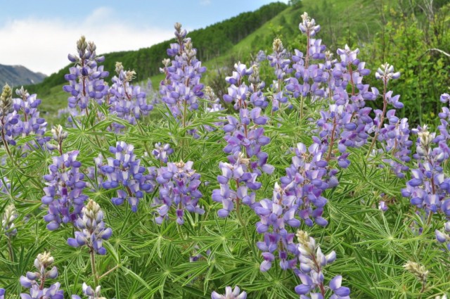 ÐÑÐ¿Ð¸Ð½ ÑÐµÑÐµÐ±ÑÐ¸ÑÑÑÐ¹ (Lupinus argenteus)