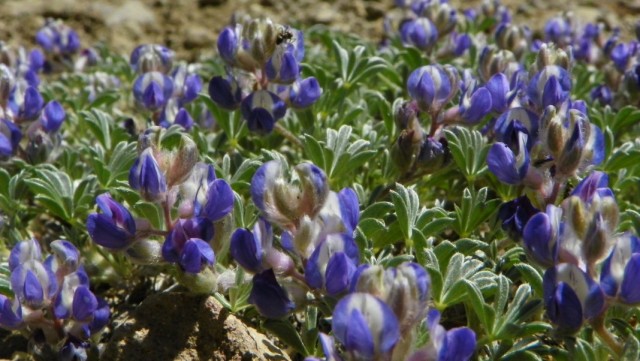 Люпин Бревера (Lupinus breweri) Люпин Бревера (Lupinus breweri)