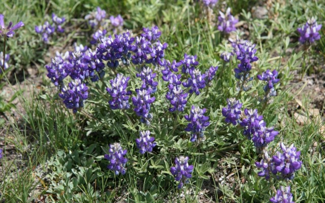 Люпин Бревера (Lupinus breweri) Люпин Бревера (Lupinus breweri)