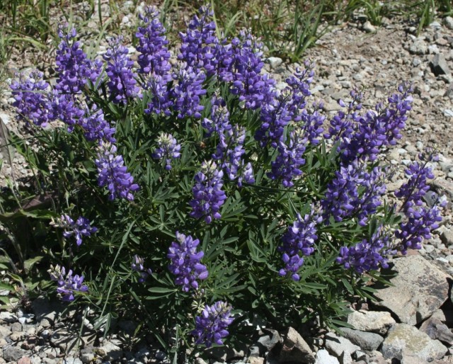 Люпин широколистный (Lupinus latifolius) Люпин широколистный (Lupinus latifolius)