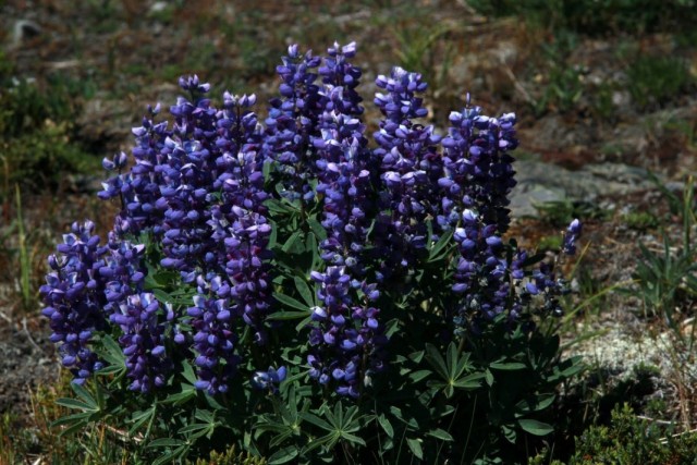 Люпин лепидус (Lupinus lepidus) Люпин лепидус (Lupinus lepidus)