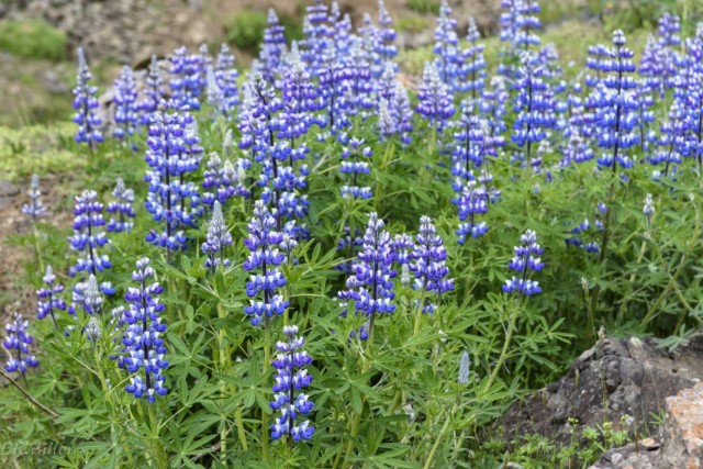 Люпин нутканский (Lupinus nootkatensis) Люпин нутканский (Lupinus nootkatensis)