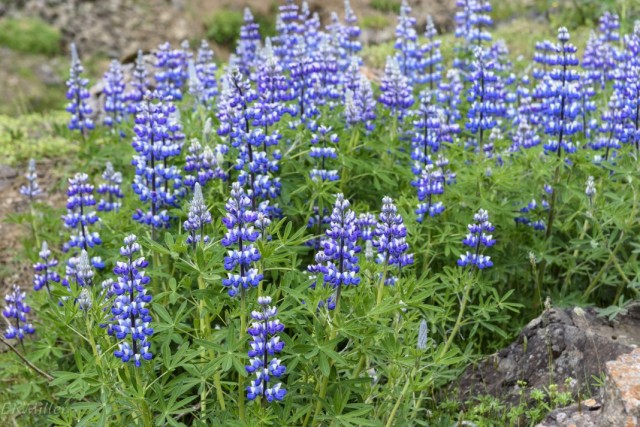 ÐÑÐ¿Ð¸Ð½ Ð½ÑÑÐºÐ°Ð½ÑÐºÐ¸Ð¹ (Lupinus nootkatensis)