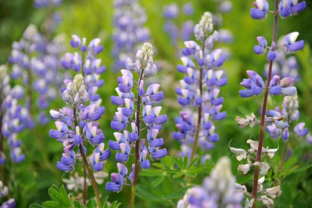 Люпин нутканский (Lupinus nootkatensis) Люпин нутканский (Lupinus nootkatensis)