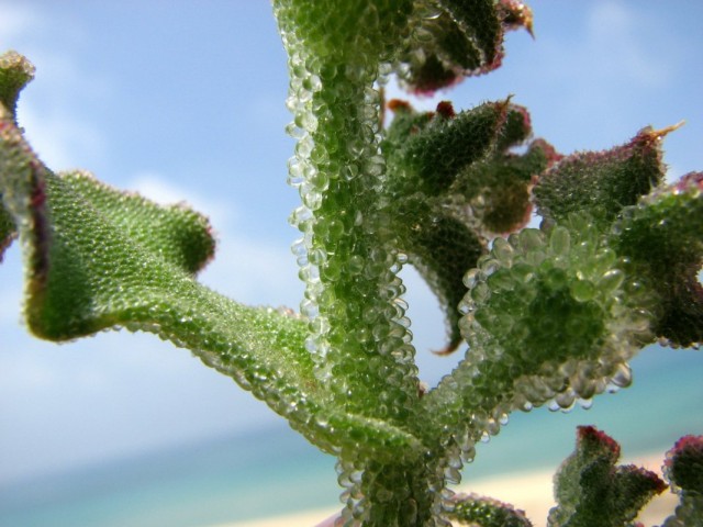 Мезембриантемум хрустальный (Mesembryanthemum crystallinum) Мезембриантемум хрустальный (Mesembryanthemum crystallinum)