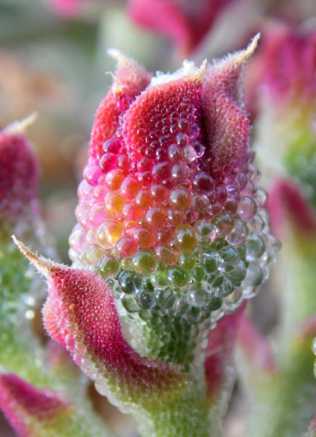 Мезембриантемум хрустальный (Mesembryanthemum crystallinum) Мезембриантемум хрустальный (Mesembryanthemum crystallinum)