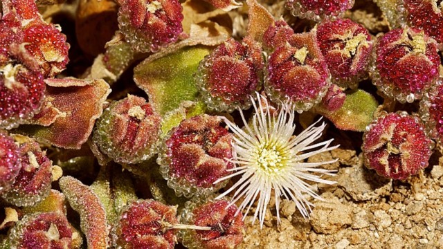 Мезембриантемум хрустальный (Mesembryanthemum crystallinum) Мезембриантемум хрустальный (Mesembryanthemum crystallinum)