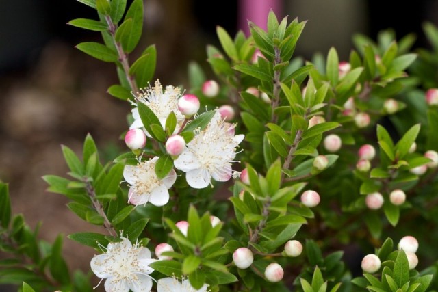 Мирт обыкновенный (Myrtus communis) Мирт обыкновенный (Myrtus communis)