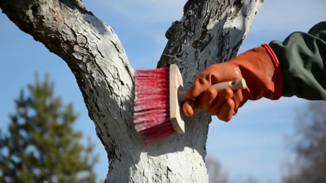 Осенняя побелка плодовых деревьев Осенняя побелка плодовых деревьев
