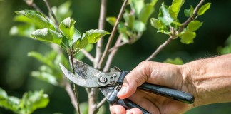 Основные ошибки при обрезке плодовых деревьев