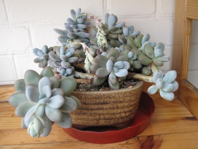 Пахифитум яйценосный (Pachyphytum oviferum) Пахифитум яйценосный (Pachyphytum oviferum)