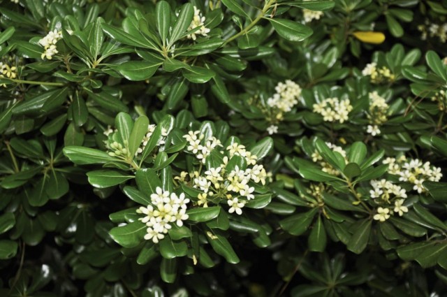 Питтоспорум Тобира (Pittosporum tobira) Питтоспорум Тобира (Pittosporum tobira)