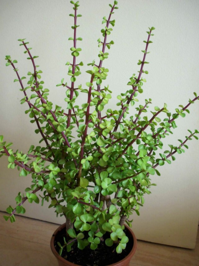 Портулакария африканская (Portulacaria afra) Портулакария африканская (Portulacaria afra)