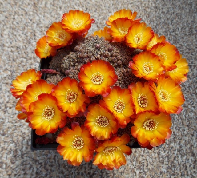Ребуция (Rebutia) Ребуция (Rebutia)