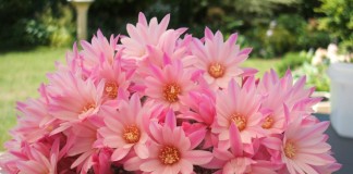 Ребуция (Rebutia)