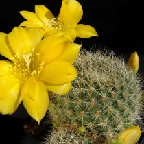 Ребуция золотистоцветковую (Rebutia chrysacantha) Ребуция золотистоцветковую (Rebutia chrysacantha)